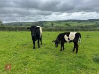 BELTED GALLOWAY X COW & SHORTHORN X CALF - BIDS FOR THE GROUP - 5