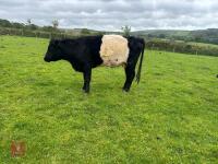 BELTED GALLOWAY X COW & SHORTHORN X CALF - BIDS FOR THE GROUP - 9