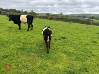 BELTED GALLOWAY X COW & SHORTHORN X CALF - BIDS FOR THE GROUP - 10