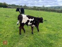 BELTED GALLOWAY X COW & SHORTHORN X CALF - BIDS FOR THE GROUP - 11