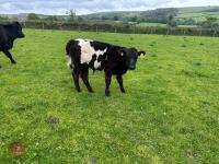BELTED GALLOWAY X COW & SHORTHORN X CALF - BIDS FOR THE GROUP - 12