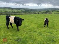 BELTED GALLOWAY X COW & SHORTHORN X CALF - BIDS FOR THE GROUP - 13