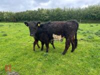 3YO GALLOWAY X COW & SHORTHORN X CALF - BIDS FOR THE GROUP - 2