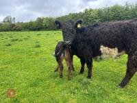 3YO GALLOWAY X COW & SHORTHORN X CALF - BIDS FOR THE GROUP - 3