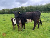 3YO GALLOWAY X COW & SHORTHORN X CALF - BIDS FOR THE GROUP - 4