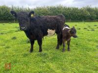 3YO GALLOWAY X COW & SHORTHORN X CALF - BIDS FOR THE GROUP - 6