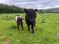 3YO GALLOWAY X COW & SHORTHORN X CALF - BIDS FOR THE GROUP - 11