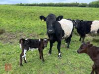 4YO GALLOWAY X COW & SHORTHORN X CALF - BIDS FOR THE GROUP