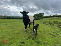 4YO GALLOWAY X COW & SHORTHORN X CALF - BIDS FOR THE GROUP - 4