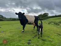 4YO GALLOWAY X COW & SHORTHORN X CALF - BIDS FOR THE GROUP - 5