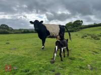 4YO GALLOWAY X COW & SHORTHORN X CALF - BIDS FOR THE GROUP - 6