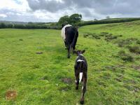 4YO GALLOWAY X COW & SHORTHORN X CALF - BIDS FOR THE GROUP - 7