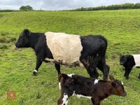 4YO GALLOWAY X COW & SHORTHORN X CALF - BIDS FOR THE GROUP - 10