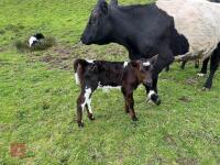 4YO GALLOWAY X COW & SHORTHORN X CALF - BIDS FOR THE GROUP - 11