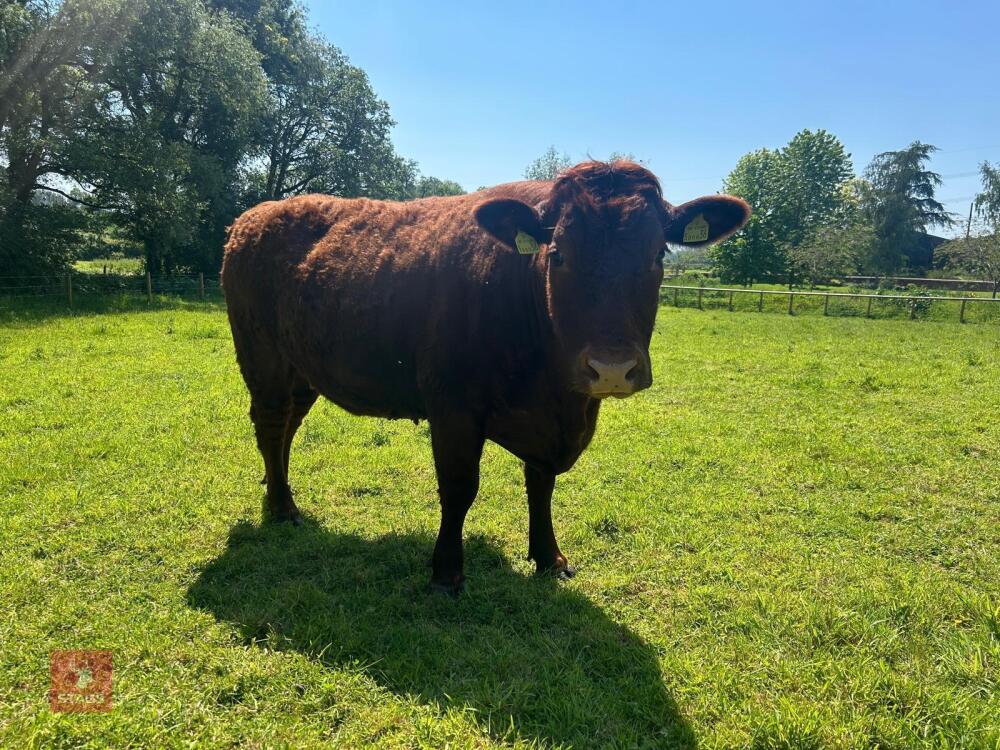 3YO PEDIGREE DEVON IN CALF HEIFER
