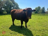 3YO PEDIGREE DEVON IN CALF HEIFER