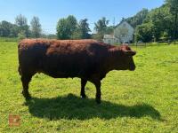 3YO PEDIGREE DEVON IN CALF HEIFER - 2