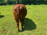 3YO PEDIGREE DEVON IN CALF HEIFER - 5