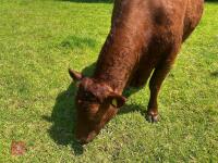 3YO PEDIGREE DEVON IN CALF HEIFER - 7