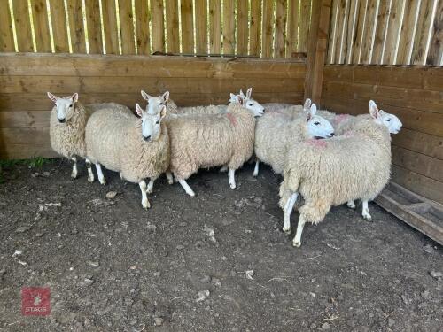 9 CHEVIOT EWE HOGGS - BIDS PER LIFE