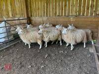 9 CHEVIOT EWE HOGGS - BIDS PER LIFE - 2