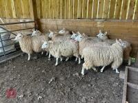 9 CHEVIOT EWE HOGGS - BIDS PER LIFE - 3