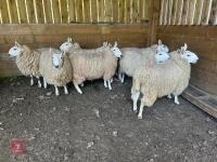 9 CHEVIOT EWE HOGGS - BIDS PER LIFE - 5