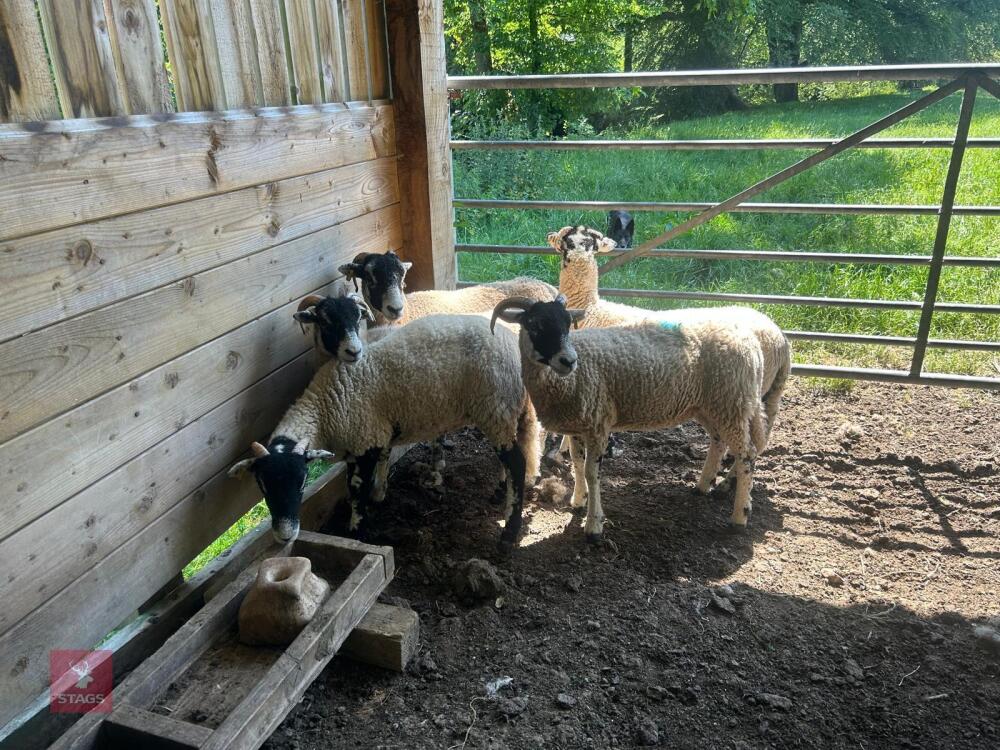 5 SWALEDALE EWE HOGGS - BIDS PER LIFE