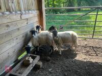5 SWALEDALE EWE HOGGS - BIDS PER LIFE - 2