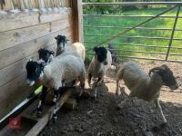 5 SWALEDALE EWE HOGGS - BIDS PER LIFE - 3