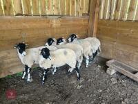 5 SWALEDALE EWE HOGGS - BIDS PER LIFE - 4