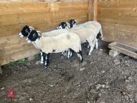 5 SWALEDALE EWE HOGGS - BIDS PER LIFE - 5