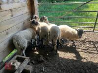 5 SWALEDALE EWE HOGGS - BIDS PER LIFE - 8