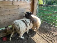 2 JACOB EWE HOGGS - BIDS PER LIFE - 3