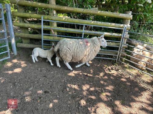 CHEVIOT EWE HOGG & CHEVIOT MULE EWE LAMB - BIDS FOR THE GROUP