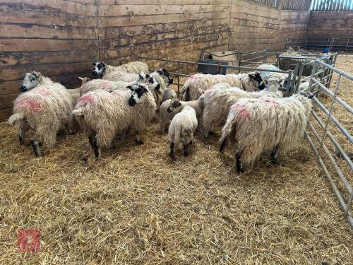 8 MASHAM EWES & 8 CHARTEX X LAMBS - BIDS PER OUTFIT