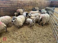 8 MASHAM EWES & 8 CHARTEX X LAMBS - BIDS PER OUTFIT - 3
