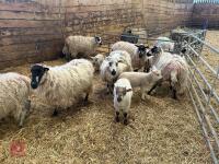 8 MASHAM EWES & 8 CHARTEX X LAMBS - BIDS PER OUTFIT - 4