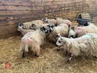 8 MASHAM EWES & 8 CHARTEX X LAMBS - BIDS PER OUTFIT - 7