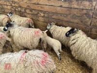 8 MASHAM EWES & 8 CHARTEX X LAMBS - BIDS PER OUTFIT - 11