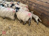 8 MASHAM EWES & 8 CHARTEX X LAMBS - BIDS PER OUTFIT - 12