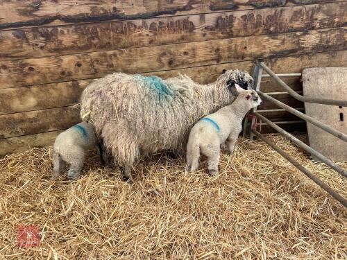4T MASHAM EWE & 2 CHARTEX X LAMBS - BIDS FOR THE GROUP