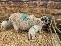 4T MASHAM EWE & 2 CHARTEX X LAMBS - BIDS FOR THE GROUP - 2