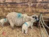 4T MASHAM EWE & 2 CHARTEX X LAMBS - BIDS FOR THE GROUP - 3