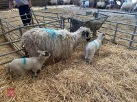 4T MASHAM EWE & 2 CHARTEX X LAMBS - BIDS FOR THE GROUP - 5