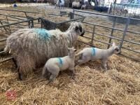 4T MASHAM EWE & 2 CHARTEX X LAMBS - BIDS FOR THE GROUP - 7