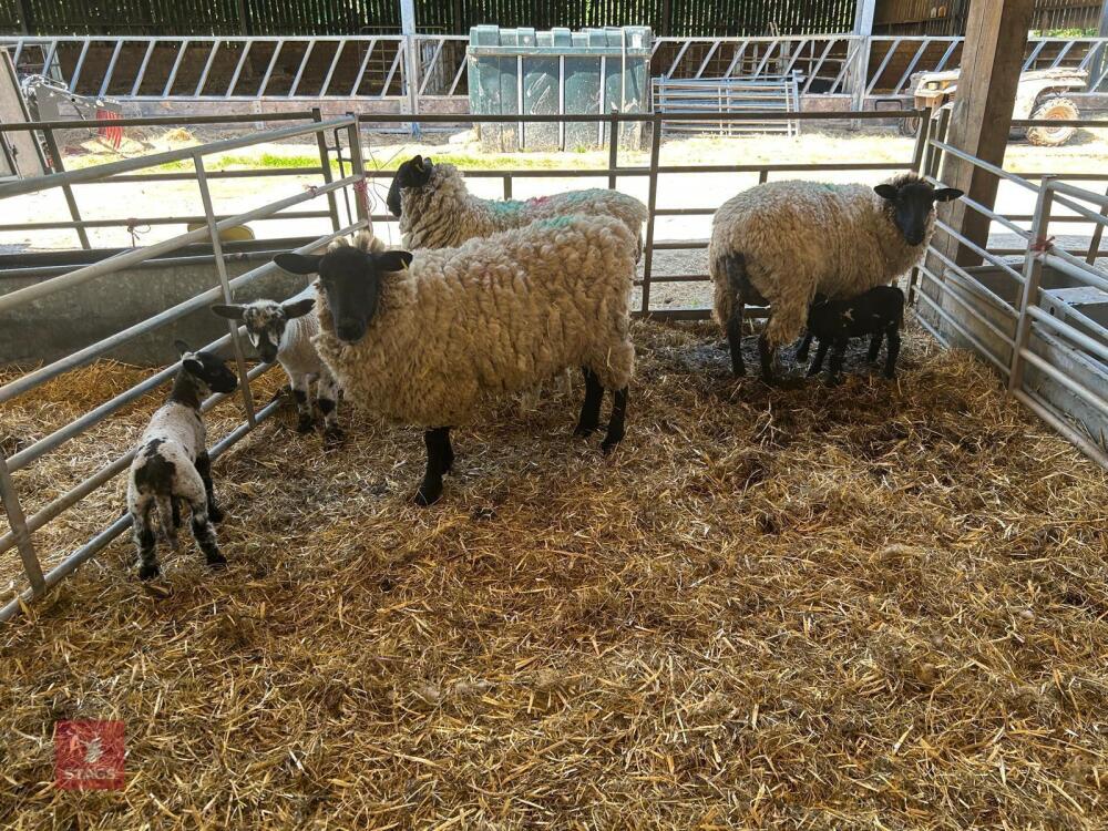 4 SUFFOLK X EWE HOGGS & 4 CHARTEX X LAMBS - BIDS PER OUTFIT