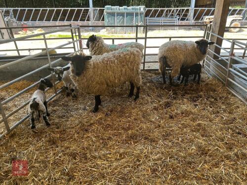4 SUFFOLK X EWE HOGGS & 4 CHARTEX X LAMBS - BIDS PER OUTFIT