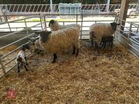 4 SUFFOLK X EWE HOGGS & 4 CHARTEX X LAMBS - BIDS PER OUTFIT