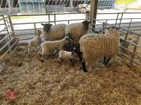 4 SUFFOLK X EWE HOGGS & 4 CHARTEX X LAMBS - BIDS PER OUTFIT - 2